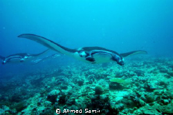 Manta rays from Maalhos Bodu Thil, North Ari Atoll - Mald... by Ahmed Samir 